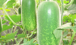 文安吃瓜爆料视频大全